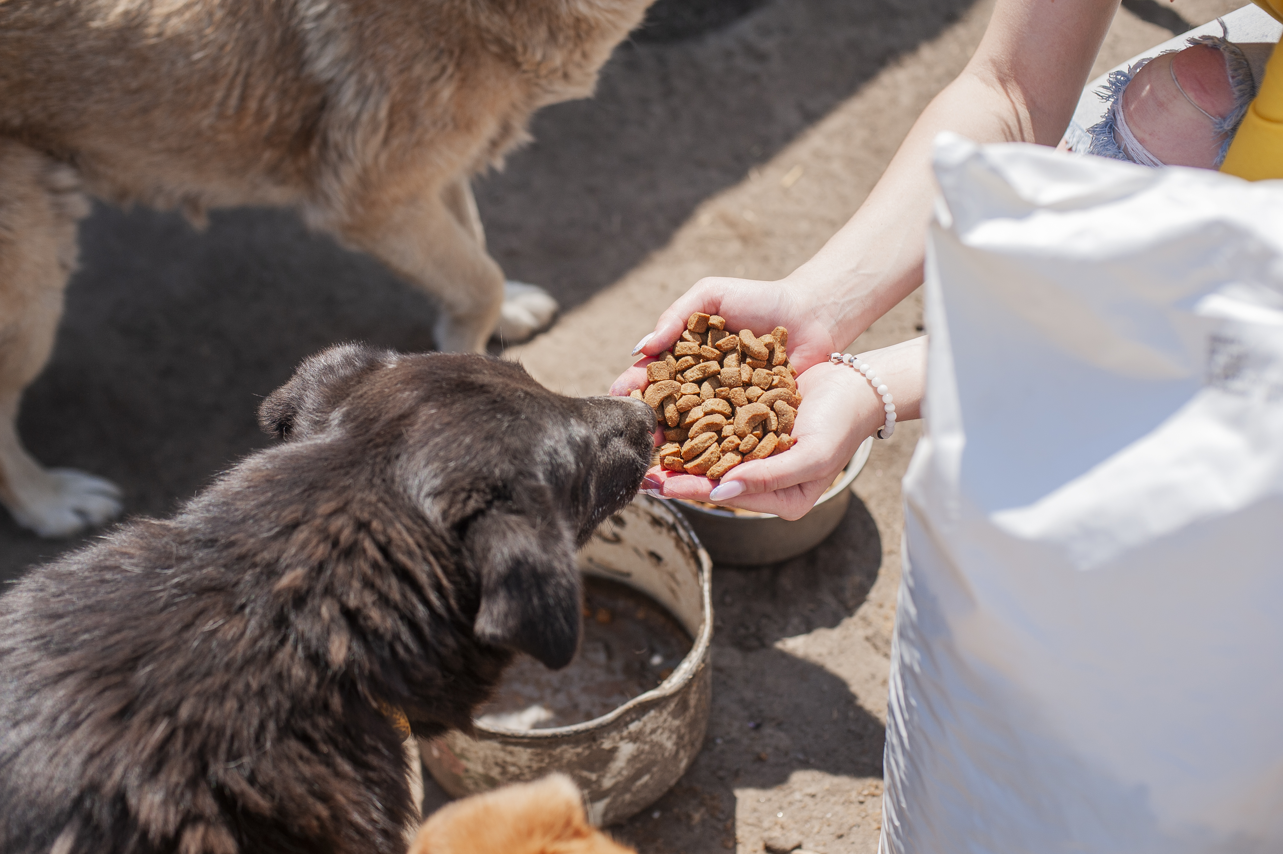 Animals helped by Sova Foundation